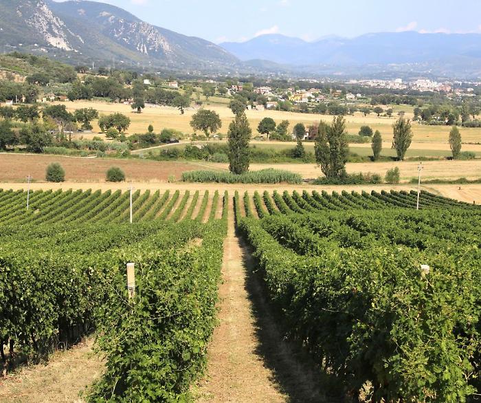 Cantina Violati: dove il cuore dell&rsquo;Umbria rievoca il respiro del mare