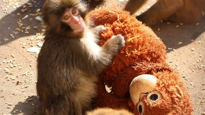 Punch aggrappato al suo peluche Djungelskog: l'immagine simbolo di una storia diventata virale