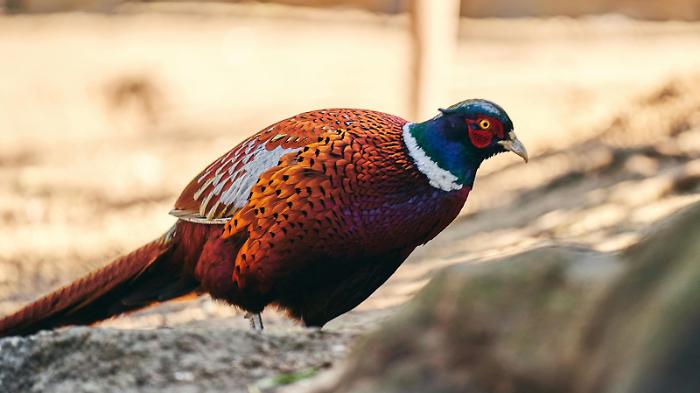 Scoperto focolaio di aviaria in allevamento di fagiani: scattano le misure di sicurezza