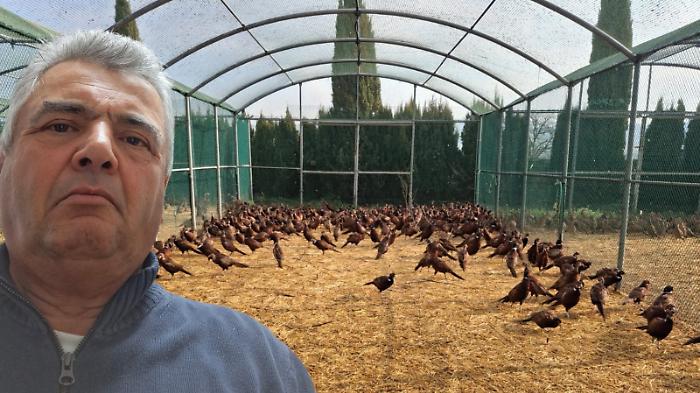 "Vi racconto come l'aviaria ha ucciso i miei fagiani"