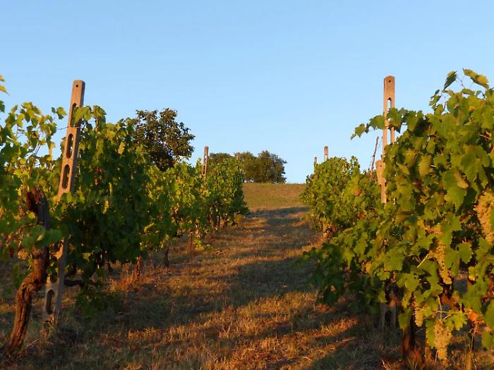 Azienda Agricola Mesina: dove la terra scrive il futuro e il vino ritrova la sua anima