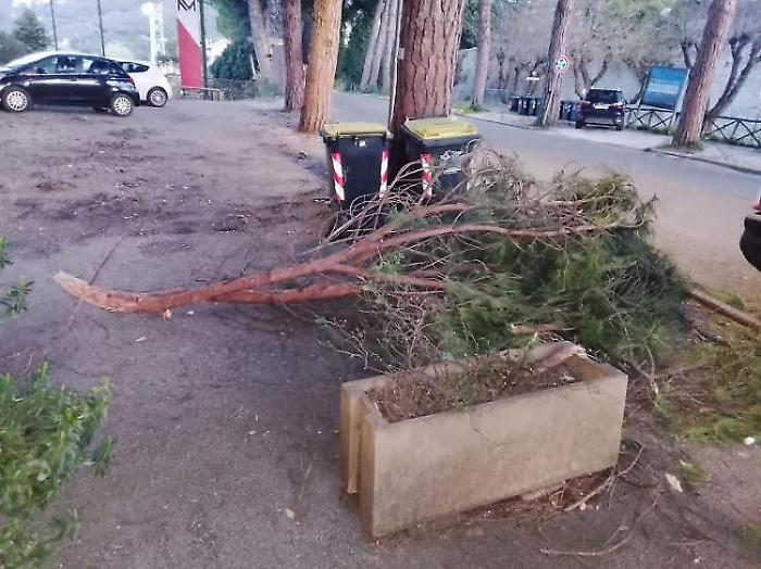 Grosso ramo cade vicino alle auto in via Orvieto. I pini preoccupano residenti e commercianti