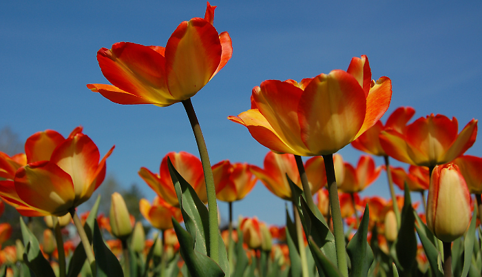 Primavera, perch&eacute; non inizia il 21 marzo: data, cos'&egrave; e i miti dell'equinozio 