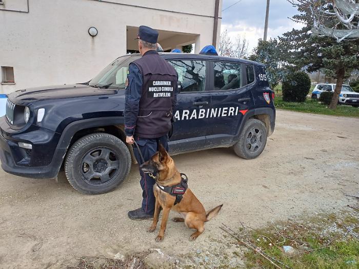 Allarme esche avvelenate a Faldo: deceduti cani e gatti. Area bonificata e caccia al responsabile