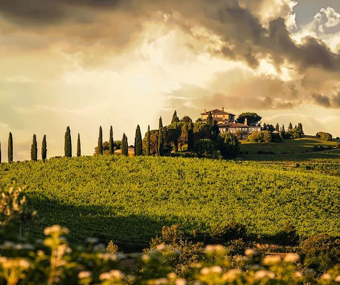 Cantina Todini: un terroir tra storia e innovazione