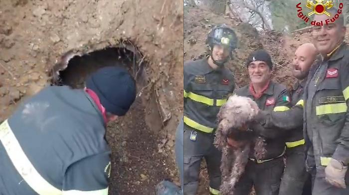 Segugio rimane incastrato in una tana per tutta la notte: salvato dai vigili del fuoco