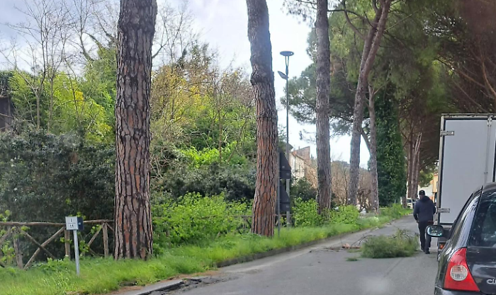 pini pericolosi amelia taglio