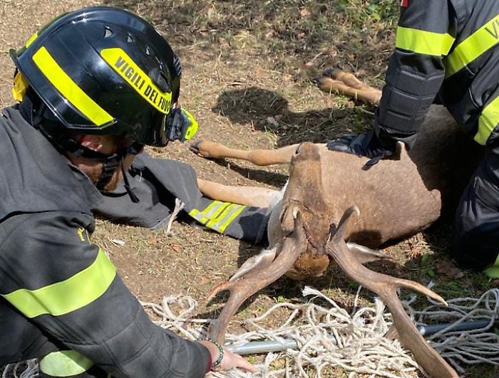 daino vigili del fuoco