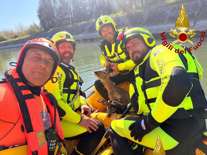 Terni, capriolo caduto nel canale di Recentino salvato dai vigili del fuoco