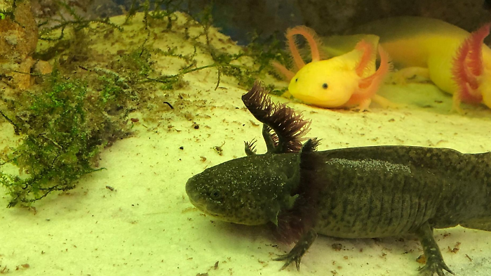 Sei axolotl accolti alla Citt&agrave; della domenica: gli anfibi messicani diventano star del rettilario
