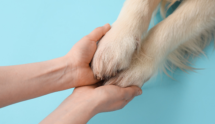 In Umbria i padroni potranno essere seppelliti con il proprio animale. Proietti: "Riconosciamo gli affetti che non conoscono barriere di specie"