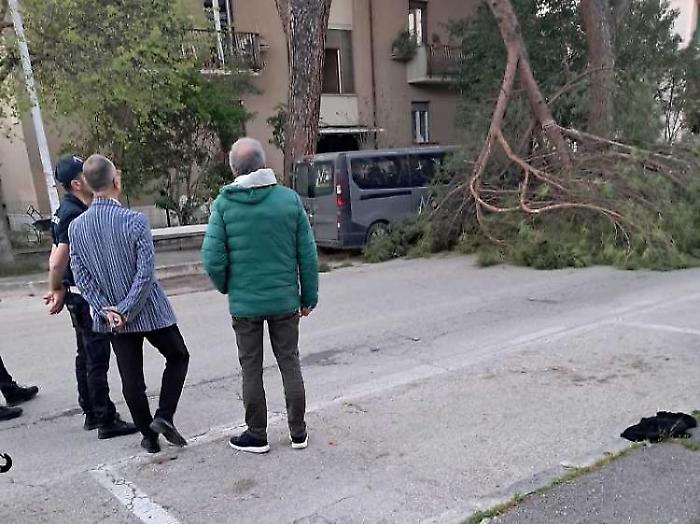 Albero si schianta al suolo in viale Umbria: tragedia sfiorata
