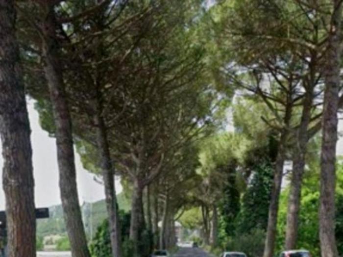 Al via il taglio dei pini in via Orvieto: modifiche al traffico