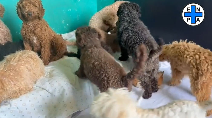 Allevati nel degrado e destinati alla vendita: salvati 100 barboncini. Anche il rifugio Enpa di Perugia apre le porte ai cuccioli