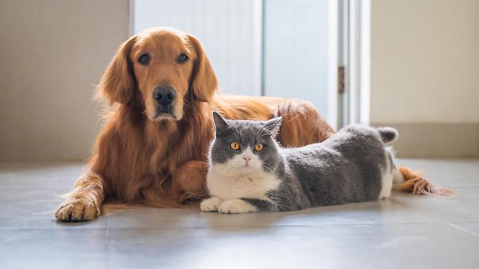 One Health e benessere animale: l'Umbria integra la sanit&agrave; veterinaria nel piano sociosanitario