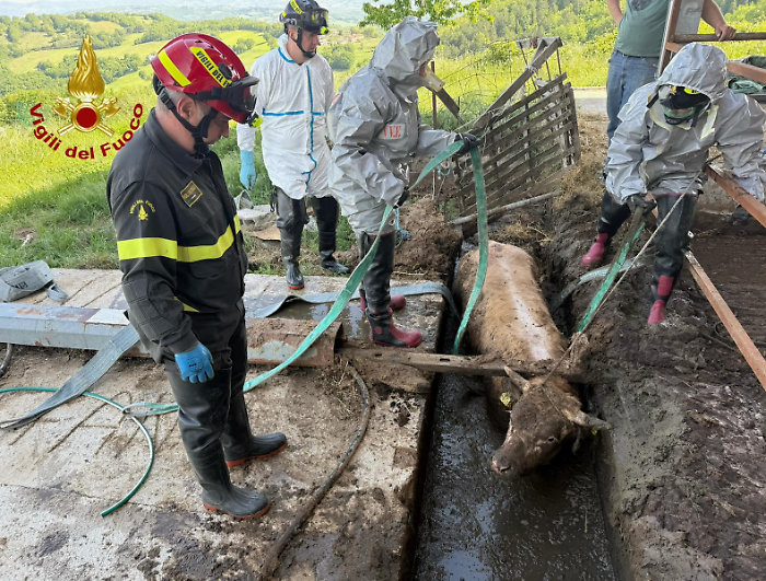 Vitello cade in un canale di raccolta liquami: salvato dai vigili del fuoco