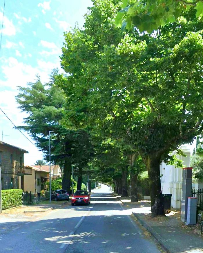 Citt&agrave; della Pieve, abbattuti due grandi alberi in viale Cappuccini: intervento urgente del Comune