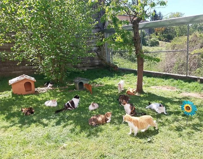 Acquasparta, alla "Casa dei Gatti" domenica 10 maggio si festeggia la mamma di tutti i mici