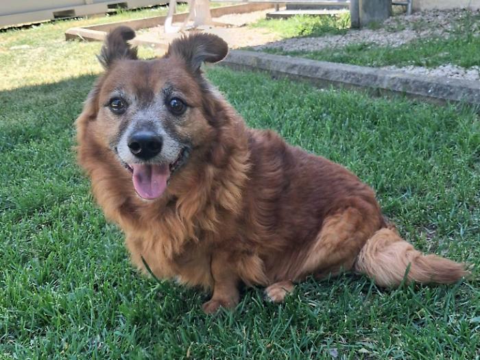 La storia di Lillo, il cane che ha vegliato per giorni sul corpo senza vita del padrone: ora cerca una nuova casa