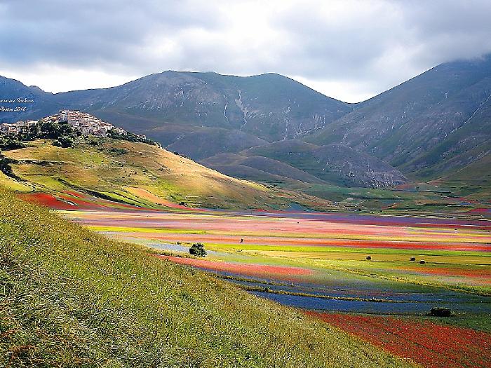 fioritura di castelluccio