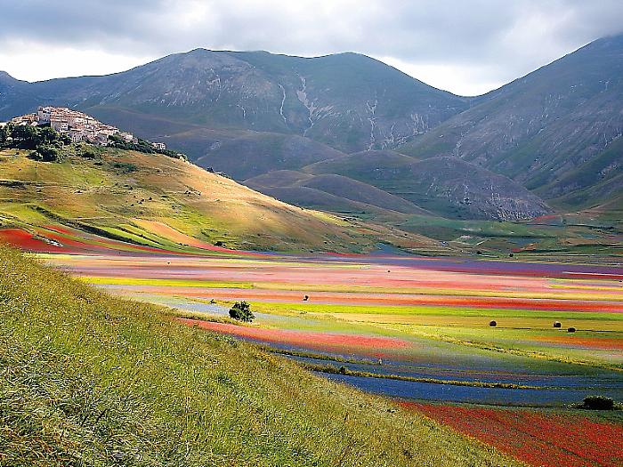 Fioritura di Castelluccio