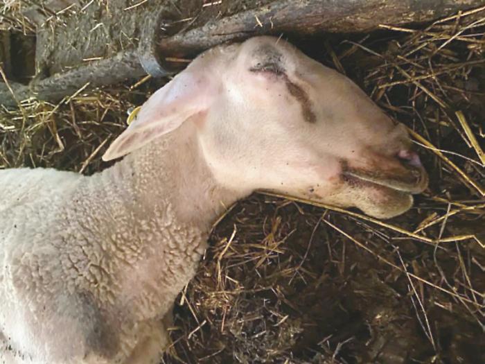 Regione in campo per contenere l'epidemia di Lingua blu, l'assessore Meloni: "Al lavoro per garantire ristori per lo smaltimento degli animali deceduti". 