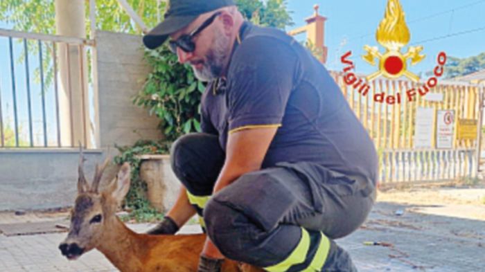 Foligno, i vigili del fuoco salvano un capriolo incastrato in una recinzione: l’animale è stato affidato a un’associazione di Collestrada