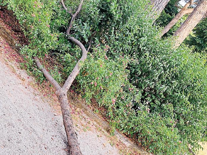 Sicurezza a rischio al parco dei Canapè di Foligno, 14 alberi sono da abbattere