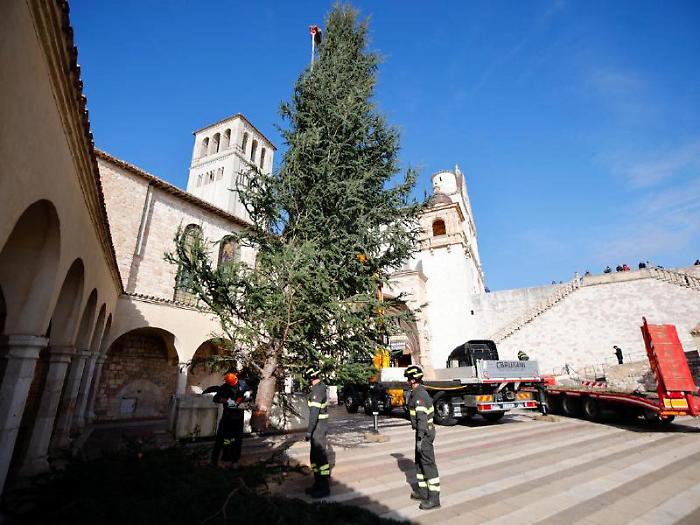 Assisi, l'albero di Natale della comunità francescana arriva dall'Abruzzo 