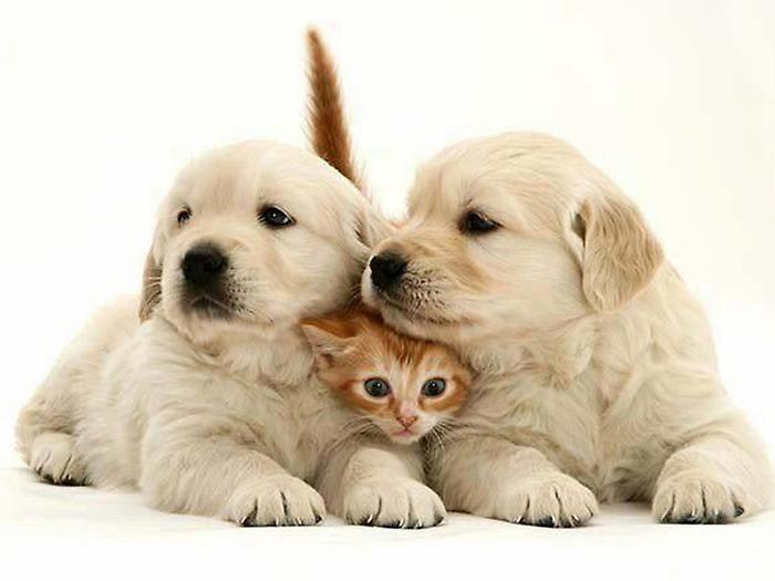 Foligno, boom di Canettoni e Candori per il pranzo di Natale di cani e gatti