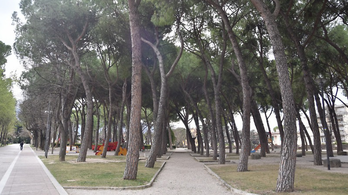 Canap&egrave;, operazione sicurezza: avviata indagine sullo stato degli alberi. Cesaro: "Obiettivo preventivare gli interventi"