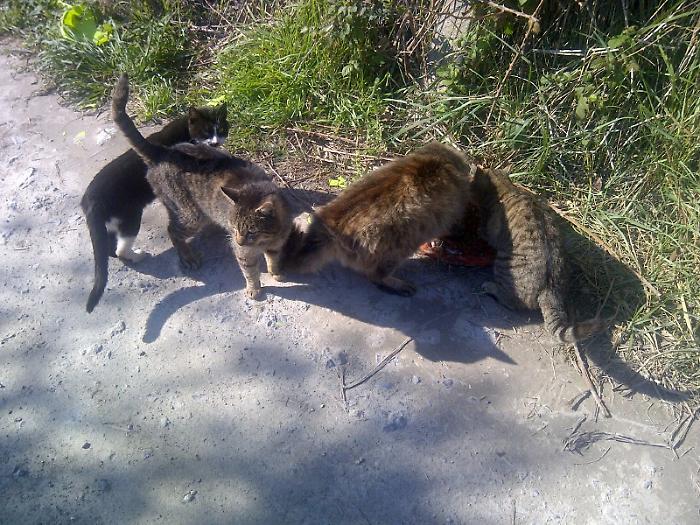 La denuncia di Enpa: "Gatti uccisi da cani da caccia nella zona di Miranda"