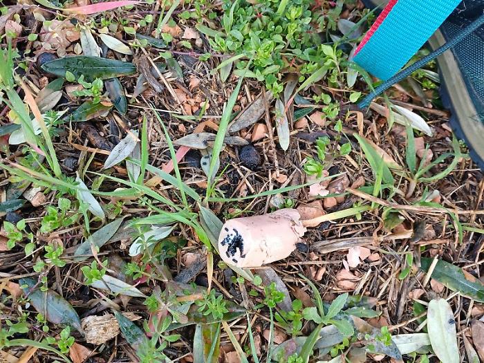 Bocconi avvelenati nella campagna di Trevi, la denuncia di una cittadina: &ldquo;Purtroppo non &egrave; un caso isolato&rdquo;