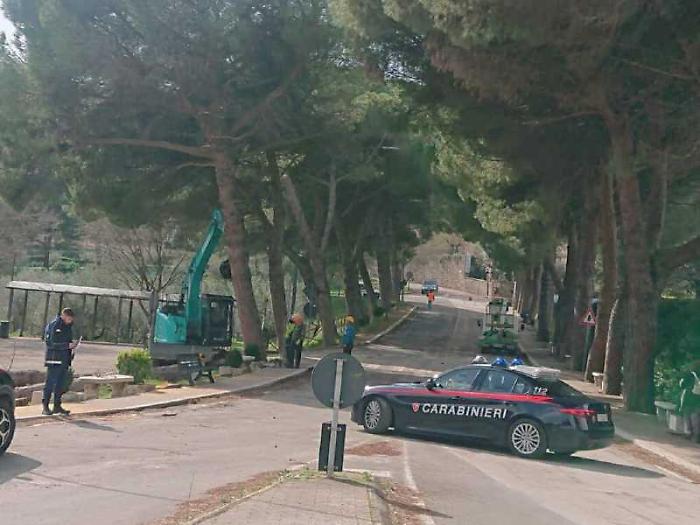 Motoseghe in azione sui 73 pini, il sindaco Dimiziani: &ldquo;Sicurezza al primo posto&rdquo;