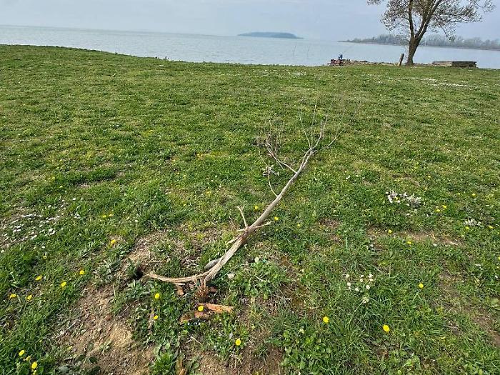 I vandali prendono di mira gli alberi piantati dai pi&ugrave; giovani