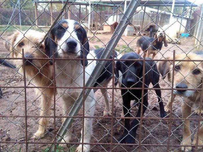 Spoleto, chiedono porta a porta fondi per il canile comunale,  ma &egrave; una truffa