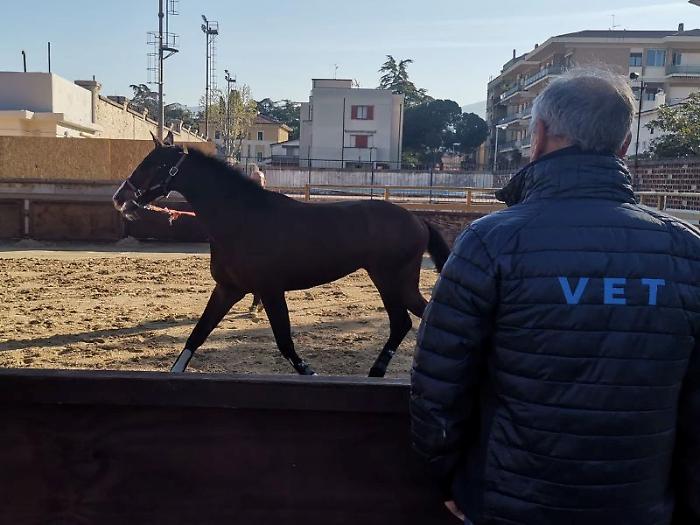 Quintana di Foligno, esaminati 50 cavalli in vista della Giostra dell'ottantennale