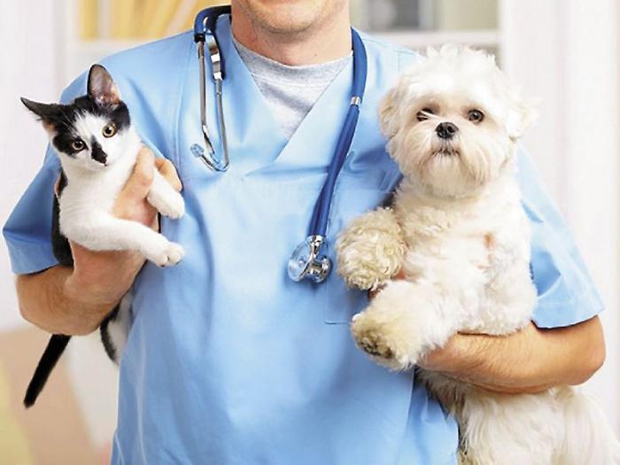 Pi&ugrave; di 900 firme online per l&rsquo;ospedale veterinario
