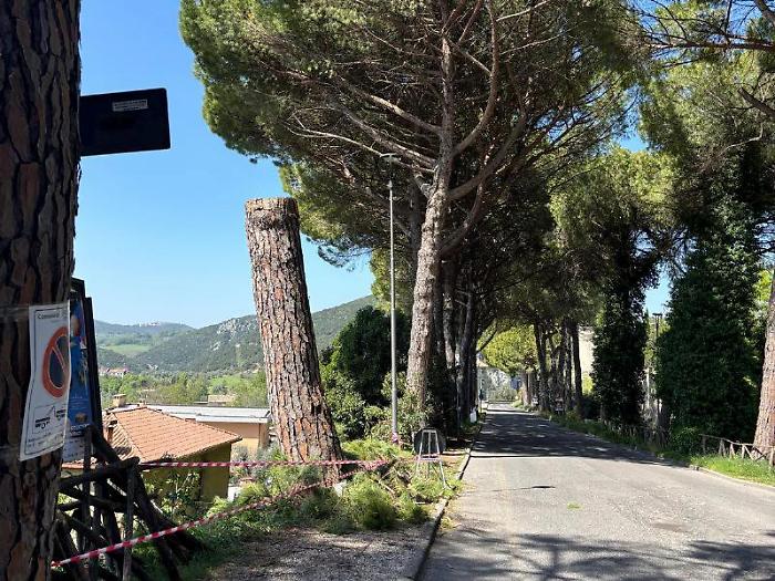 Abbattuti 4 pini pericolosi. Rini: "Altri tagli a maggio"