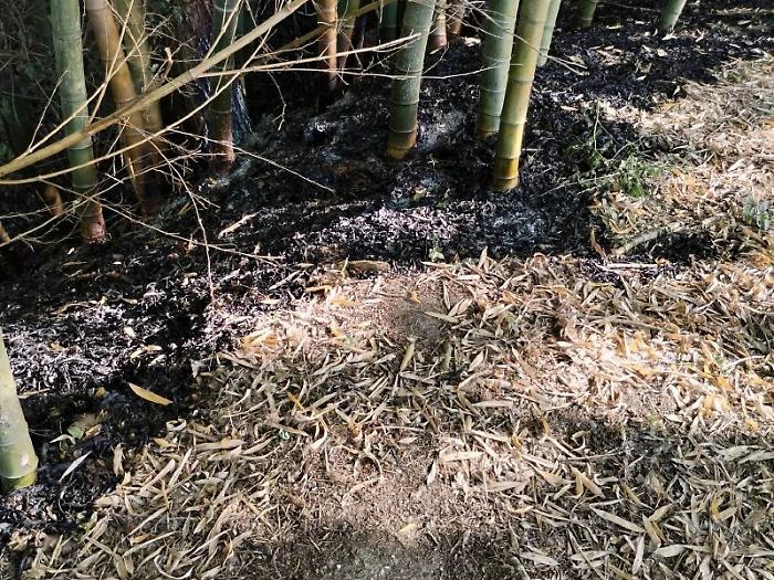 Incendiato parte del bosco didattico L&rsquo;allarme: &ldquo;Non c&rsquo;&egrave; sorveglianza&rdquo;
