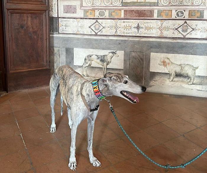 Città di Castello, visita con i cani alla pinacoteca comunale di Palazzo Vitelli alla Cannoniera