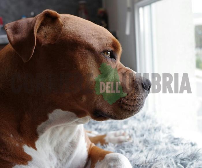 regole terni cani multe