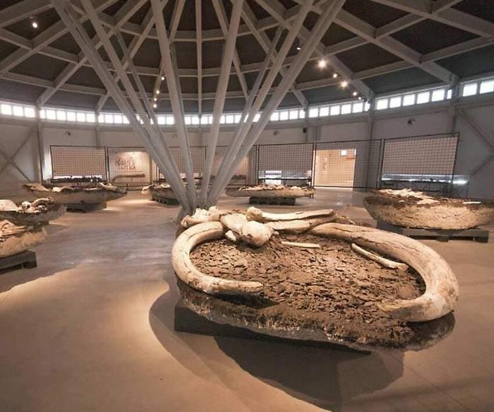 Piegaro: Museo paleontologico di Pietrafitta, esperti dell'Università restaureranno i fossili