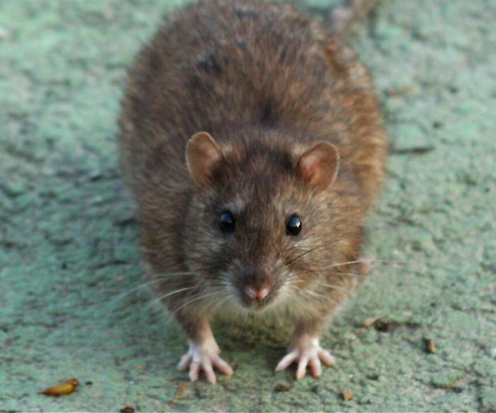Escrementi di topi nella scuola dell'infanzia di Castiglione del Lago, materna chiusa&nbsp;