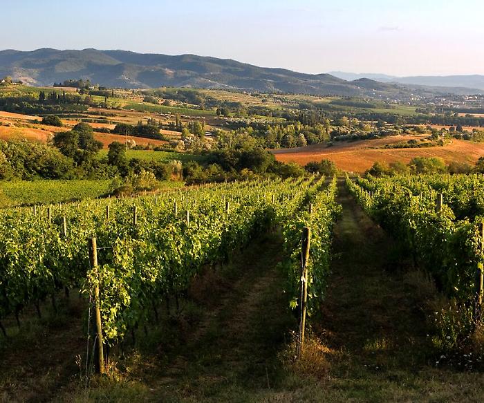Vino, Lungarotti vince agli Awards 2023 di Londra il premio per sostenibilità ambientale e sociale