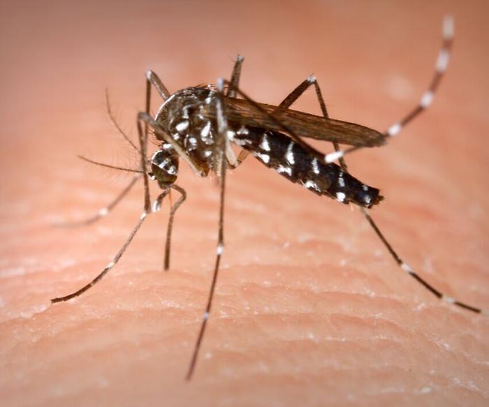 Perugia, caso di virus Dengue a Madonna Alta: scatta la disinfestazione dell'Usl Umbria 1