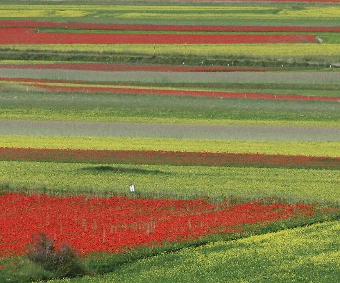 La Fioritura dell'altopiano di Castelluccio di Norcia regala spettacolo ed emozioni