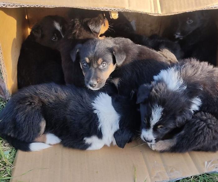 Bevagna, cuccioli di cane abbandonati. Al canile comunale tante richieste di adozione
