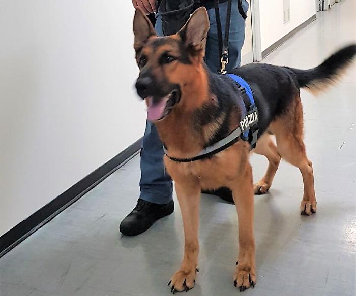 Scuole di Terni, cane antidroga scova stupefacente nel parcheggio e in una classe