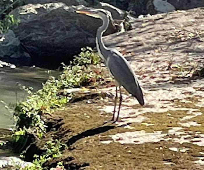 Città di Castello, passeggiata lungo il fiume Tevere per conoscere Armandino, l'airone cenerino